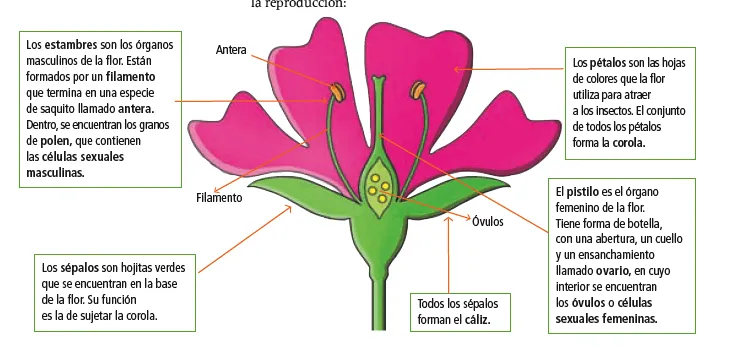 CIENCIAS: Partes de la flor