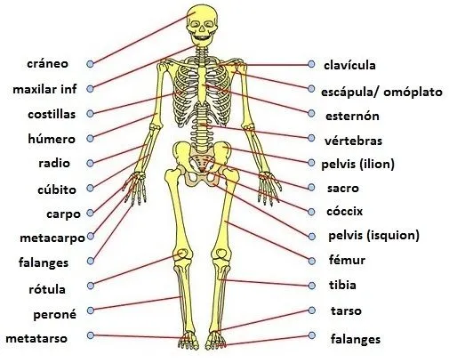 Ciencias Sociales, Naturales y Plástica: EL ESQUELETO HUMANO, para ...