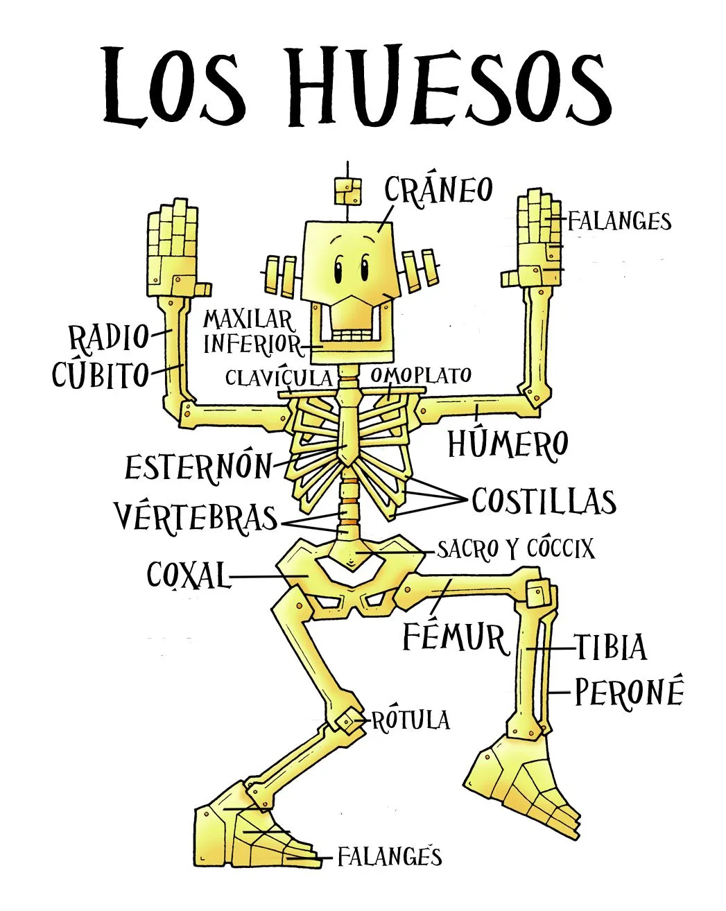 Ciencias Sociales, Naturales y Plástica: EL ESQUELETO HUMANO, para ...