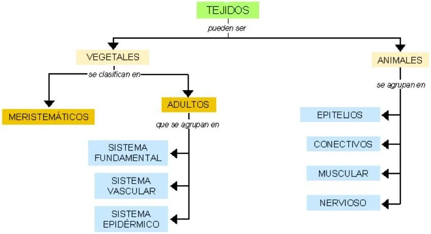 CIENCIAS TECNOLOGIA Y AMBIENTE: 4 B