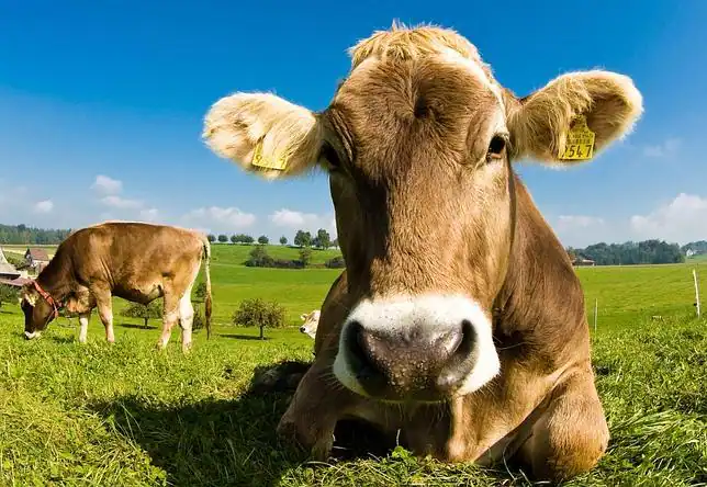 Científicos alteran genéticamente una raza de vacas para que ...