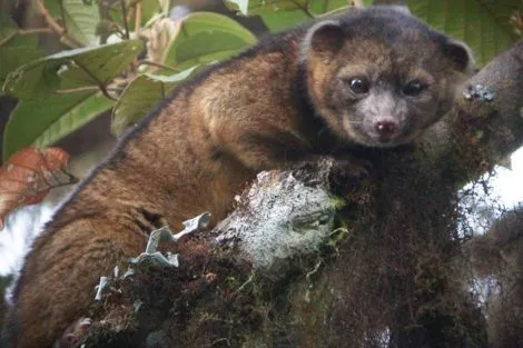 Los científicos descubren un nuevo carnívoro en Sudamérica ...