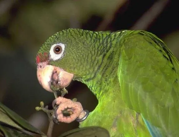 Científicos logran alta natalidad de cotorras cubanas (+ Video ...