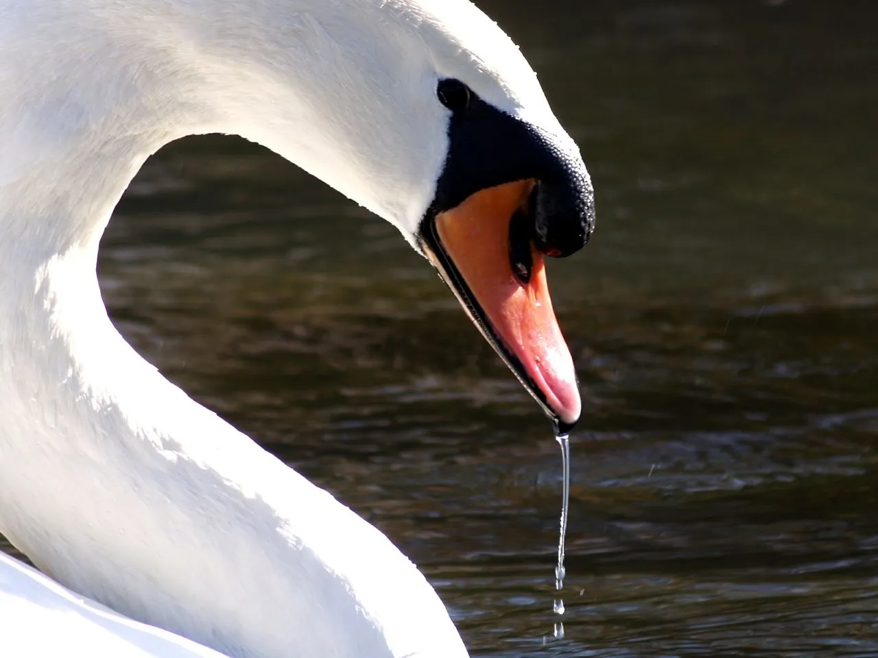 Cigne mut - Cisne común - Mute Swan (Cygnus olor) 2 - a photo on ...