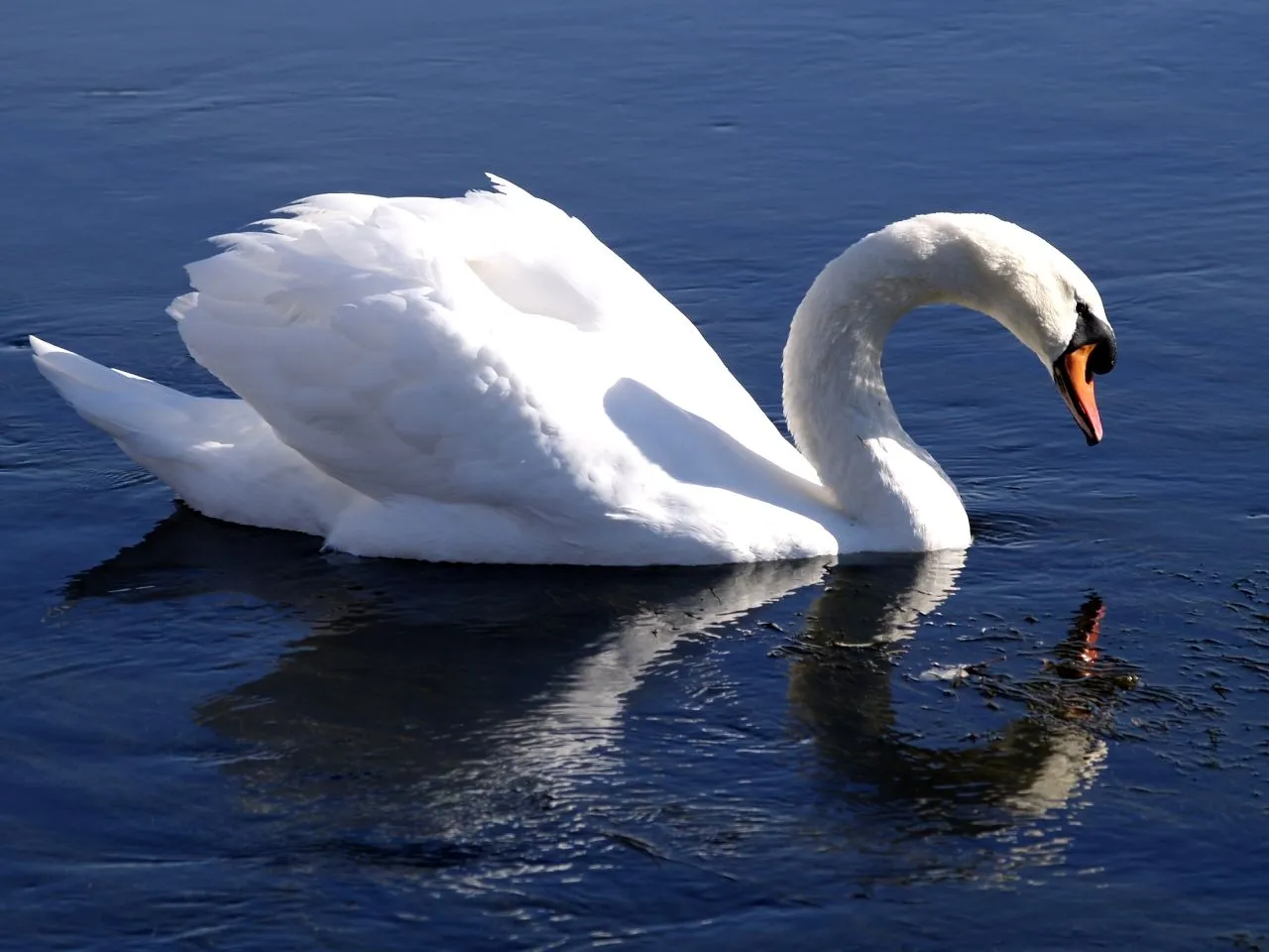 Cigne mut - Cisne común - Mute Swan (Cygnus olor) 4 - a photo on ...