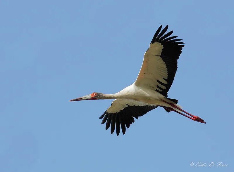 Cigueña Americana (Ciconia maguari) - EcoRegistros