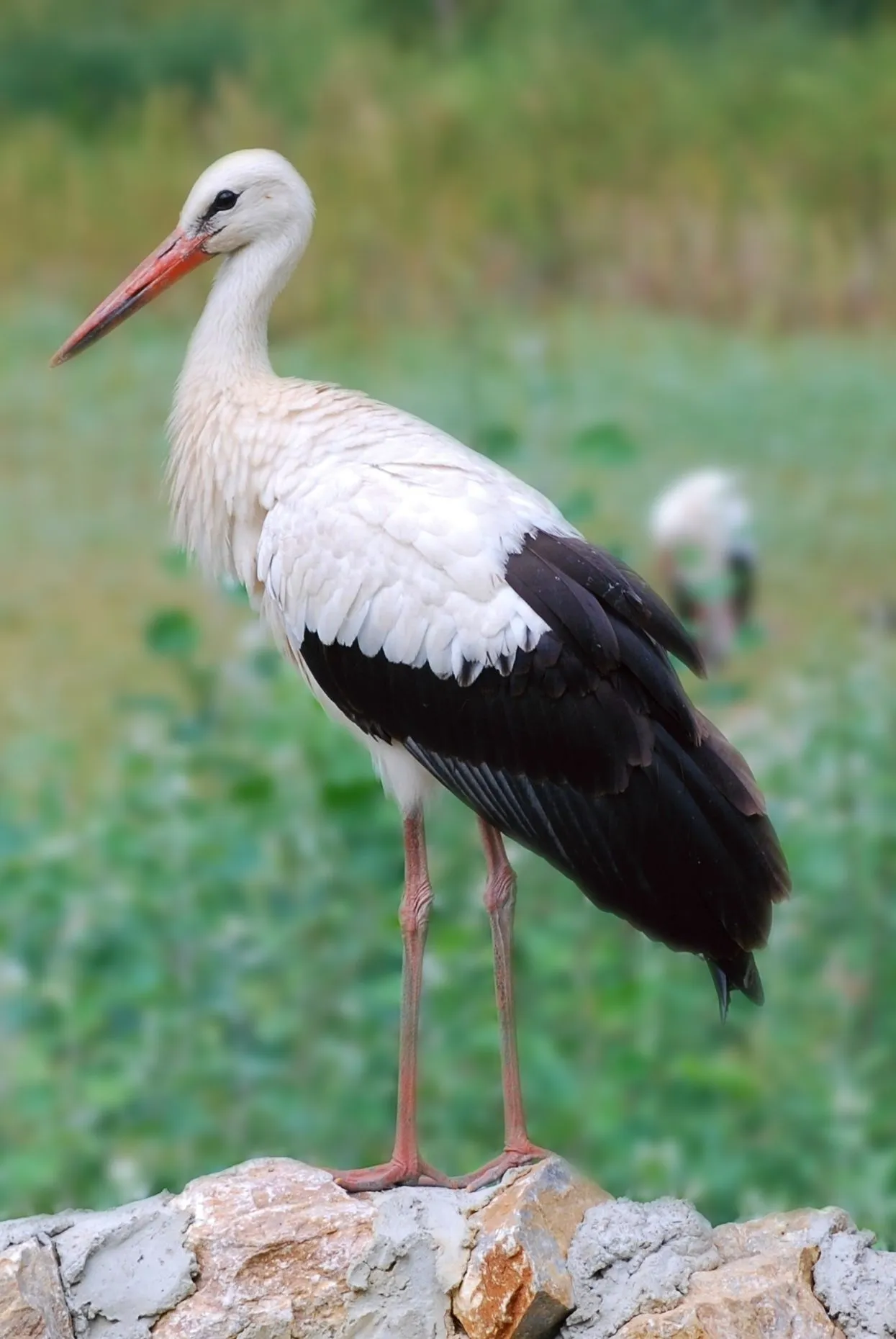 Cigüeña blanca fotografiada en Serbia. (Dcabrilo/Creative Commons ...