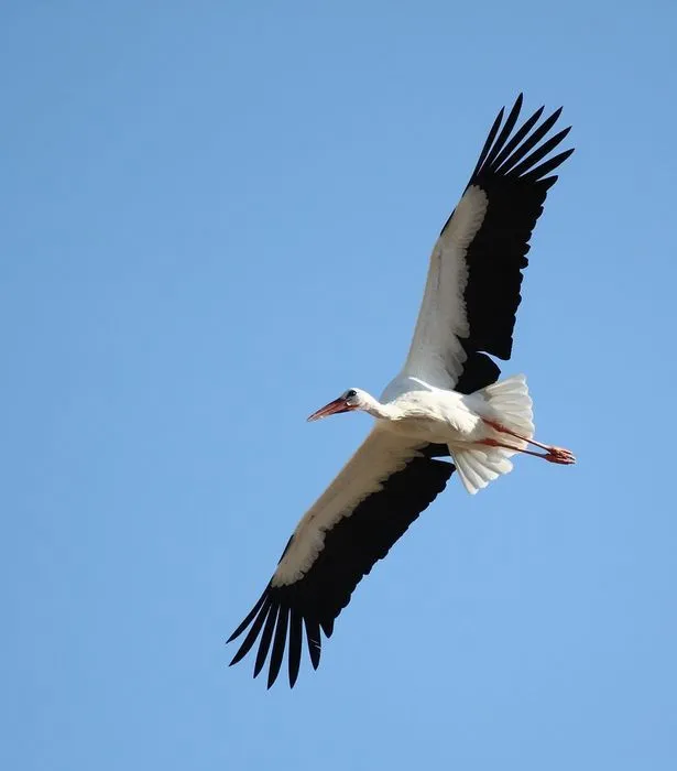 Cigüeña volando.