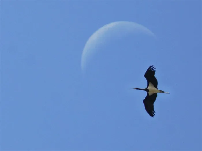 Cigueñas Negras en Malaga/ Black stork in Malaga 2000-2008 | Birds ...