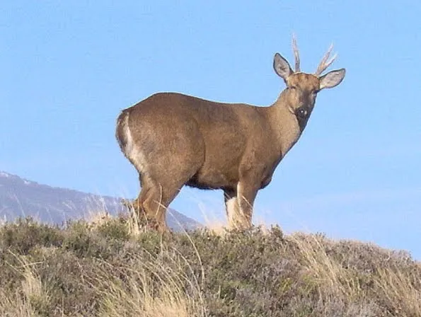 Cinefilia en la Patagonia: El Huemul - Monumento Natural ...