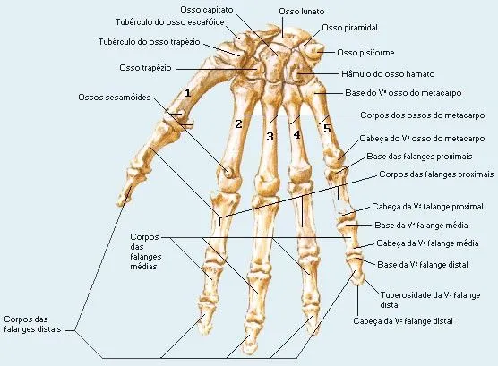 Cinesiologia: Osteologia