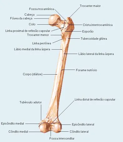 Cinesiologia: Osteologia