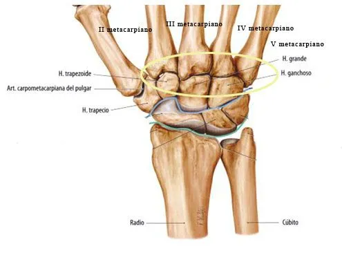 CINESITERAPIA DE LA MANO: ARTICULACIONES CARPOMETACARPIANAS