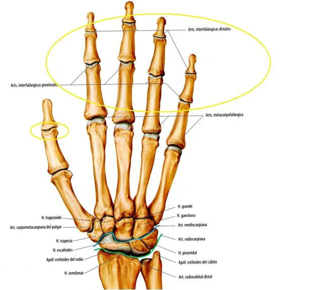 CINESITERAPIA DE LA MANO: ARTICULACIONES INTERFALANGICAS