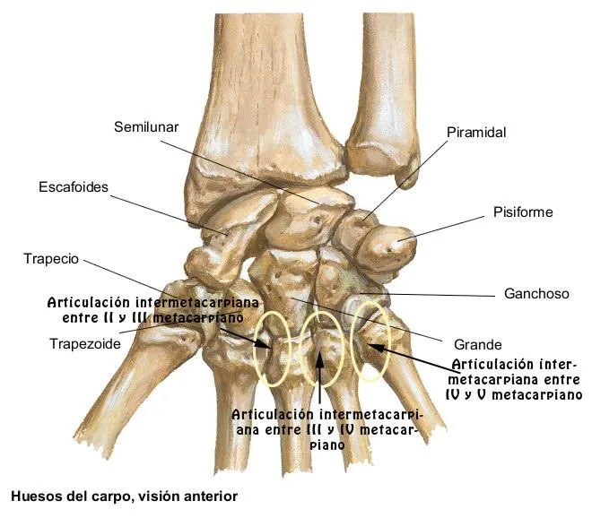 CINESITERAPIA DE LA MANO: ARTICULACIONES INTERMETACARPIANAS