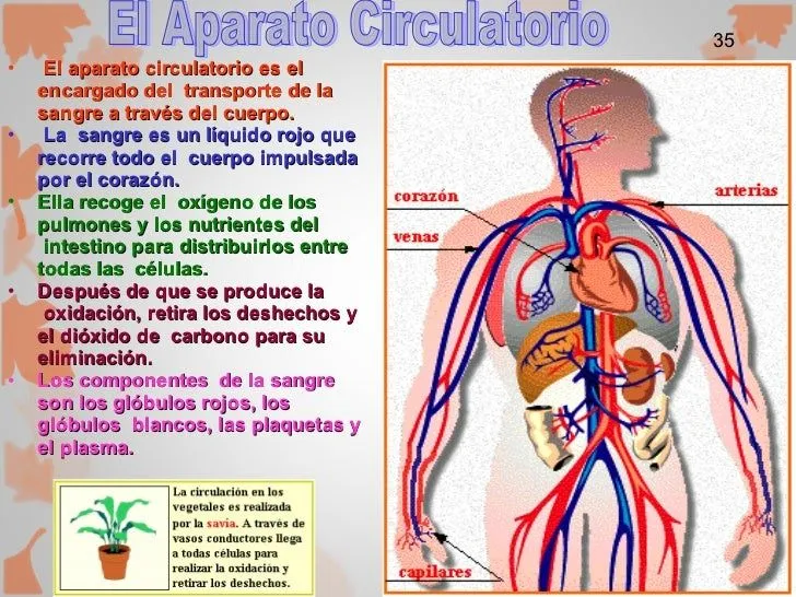 Circulacion mayor y circulacion menor