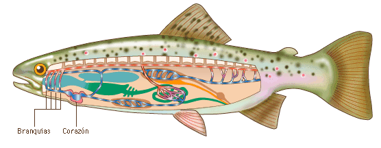Circulación - Monografias.com