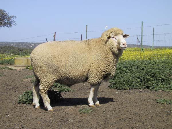 yo y mis circunstancias: la oveja blanca,