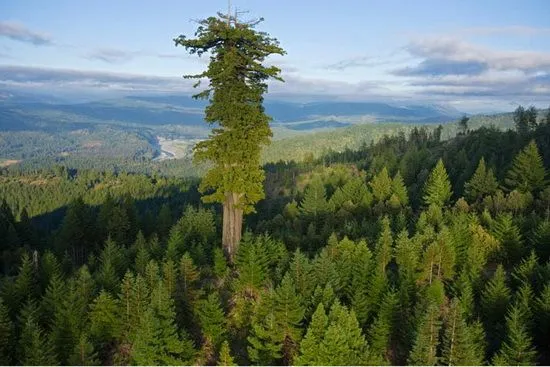 La Ciruela Mecánica: Los 10 árboles mas altos del mundo