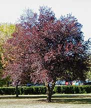 Ciruelo rojo, Cerezo de Pissard, Ciruelo de Japón, Ciruelo japonés ...