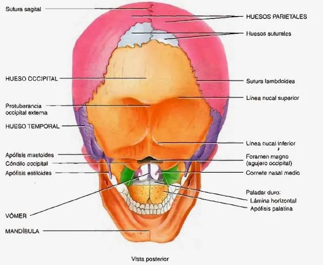 cisbiologia6to: HUESOS DEL CRÁNEO