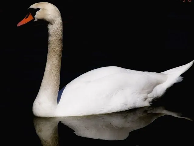 El cisne tomado por ganso – Esopo | En Clave de Niños