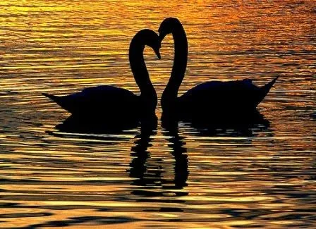 Dos cisnes enamorados - Imagui