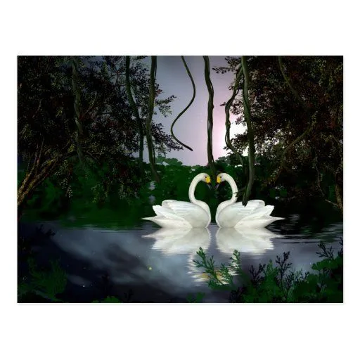 Cisnes hermosos 1 postales de Zazzle.