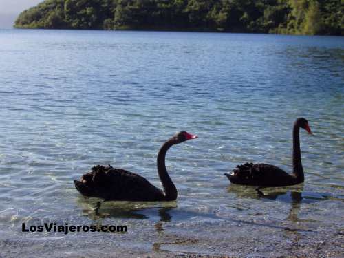 Cisnes Negros - Nueva Zelanda - LosViajeros