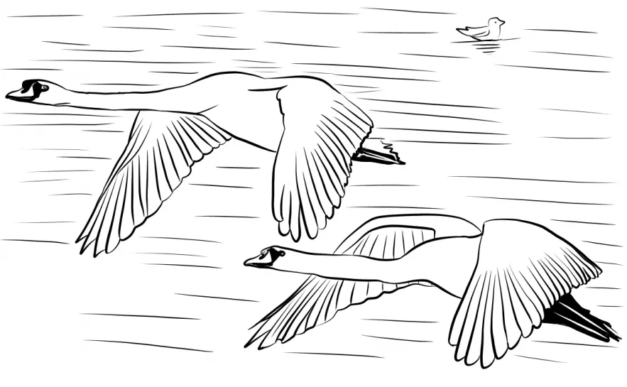 Cisnes Volando para colorear, imprimir e dibujar –ColoringOnly.Com