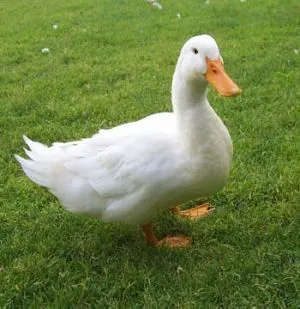  de la ciudad de cacería al campo y tiene la suerte de bajar un pato ...