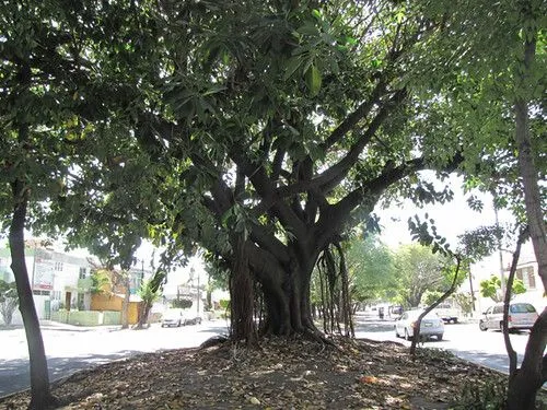 Ciudadanos forestales | OCIO | La guía para vivir la ciudad