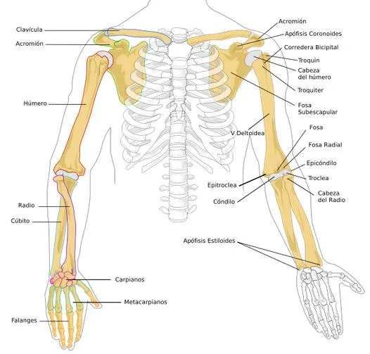 CJMA: Laboratorio # 3: LOS HUESOS DEL CUERPO HUMANO