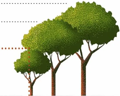 Con Claridad: Historia de Tres Árboles