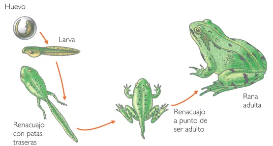 La clase de 2º C: La transformación de la rana