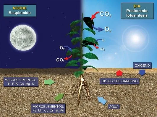 Clase de 5ºB: Diferencia entre respiración de las plantas y ...