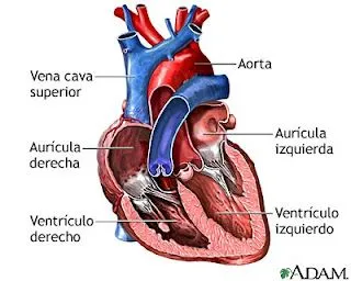 Dibujos para pintar del corazon humano - Imagui