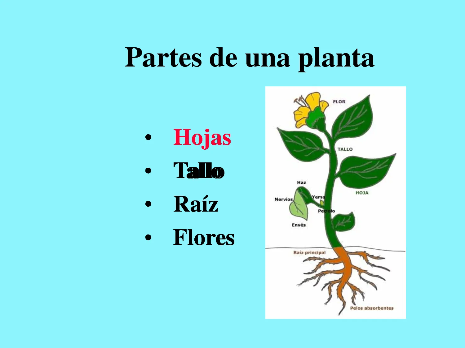 LA CLASE DE ANA: PARTES DE UNA PLANTA