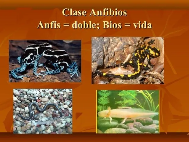 Clase anfibios 2013 (