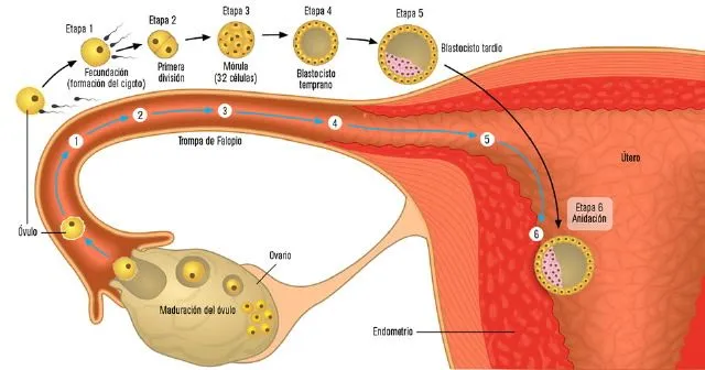 Mi clase educaTIC: PROCESO DE REPRODUCCIÓN