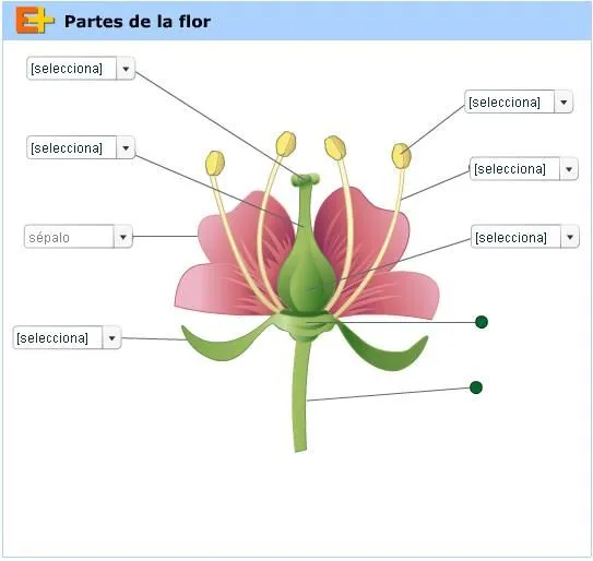 Hoy hemos hecho en clase este juego para poner cartelitos a una flor y  aprendernos sus partes. Y el mis… | Partes de la flor, Partes de la misa,  Partes de la