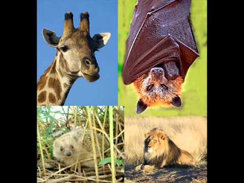 Animales ovíparos y Vivíparos - YouTube
