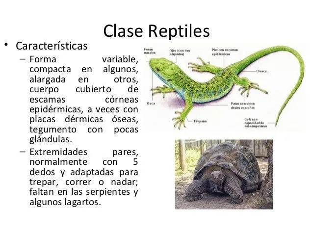 Clase reptiles 2013