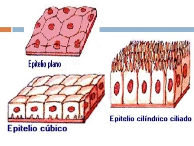 clase-de-tejido-epitelial-26- ...