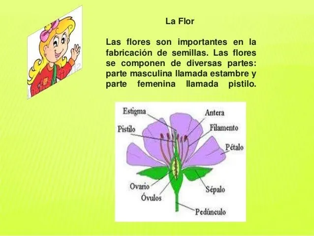 Clase2 flores y frutos.