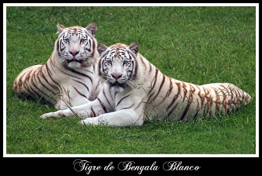 tigre de bengala panthera tigris tigris tambien conocido como tigre de ...