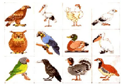 Clases de animales: LAS AVES