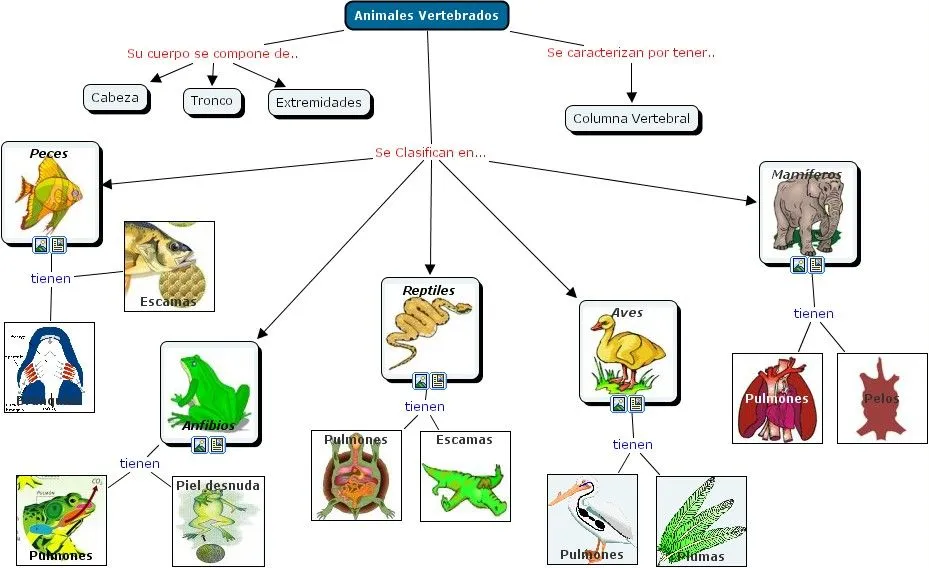 Hay Cinco Clases De Animales Vertebrados Peces Anfibios Reptiles ...