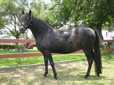 Clases del Centro de Afición del Caballo Peruano de Paso: Pelajes