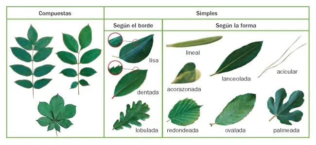 Tercero y Cuarto de Primaria: LAS PLANTAS